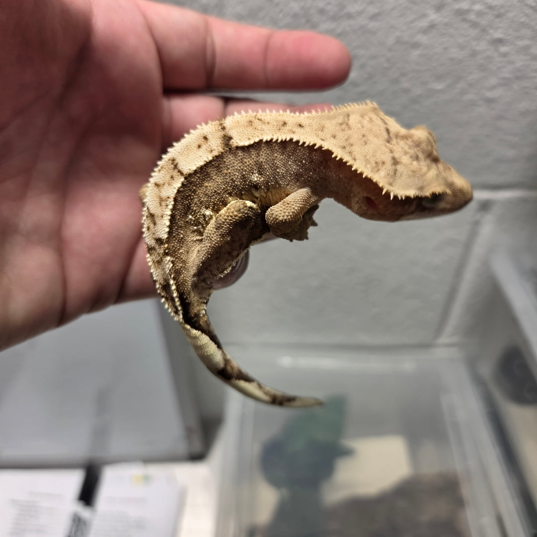 Correlophus ciliatus (Crested Gecko) Lucy