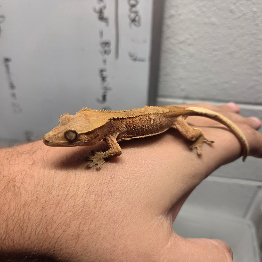 Correlophus ciliatus (Crested Gecko) Kiwi