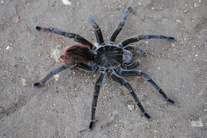 Megaphobema velvetosoma (Ecuadorian Brown Velvet) 1-1.5"