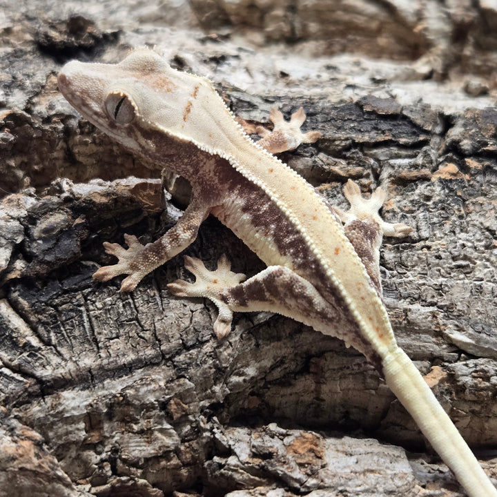 Correlophus ciliatus (Crested Gecko) Lily White LW907