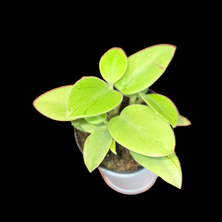 Peperomia spp (Ripple Plant)