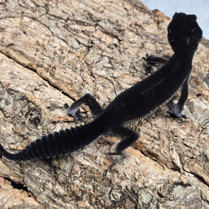 Eublepharis macularius (Leopard Gecko) Black Night BN1