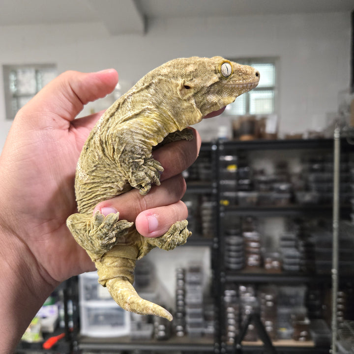 Rhacodactylus leachianus (New Caledonian Giant Gecko) Nu Ana X Grand Terre FEMALE