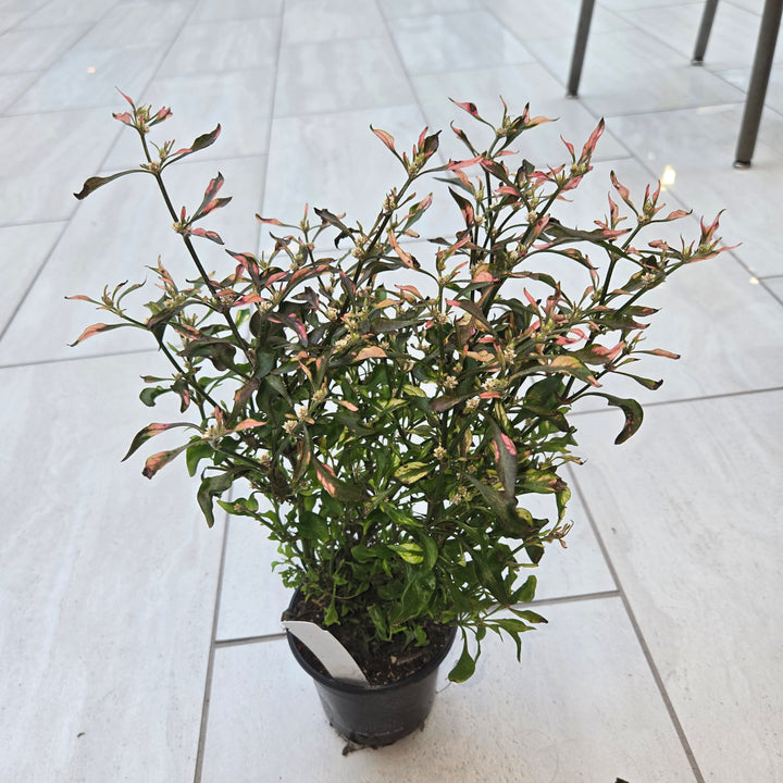 Alternanthera spp (Joseph's Coat)