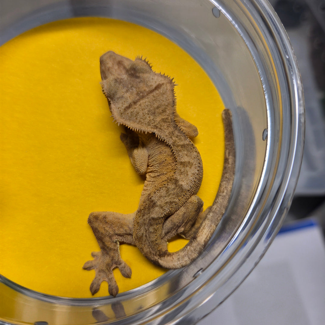 Correlophus ciliatus (Crested Gecko) Becky