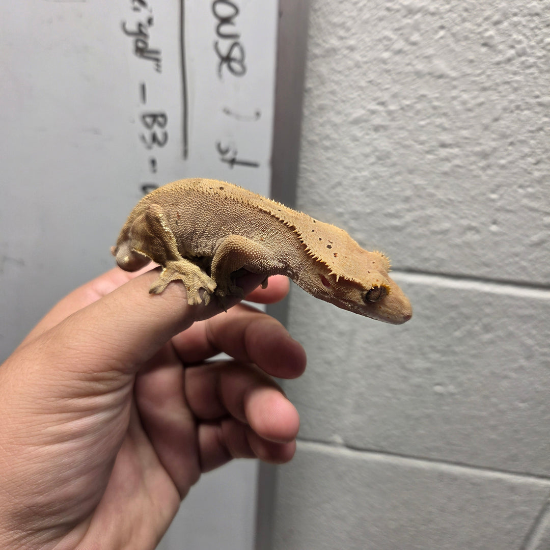 Correlophus ciliatus (Crested Gecko) Tommy