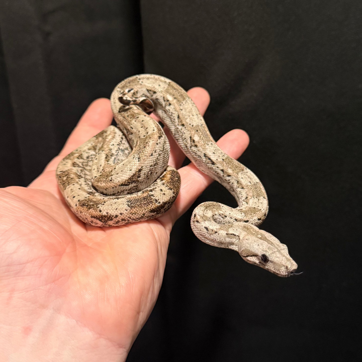 Boa imperator (Dwarf Crawl Cay) MALE & FEMALE YEARLING