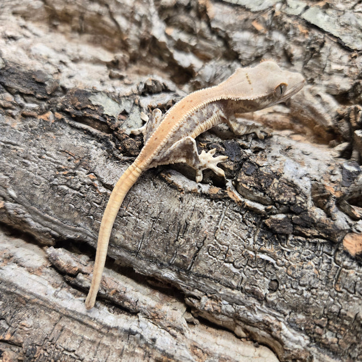 Correlophus ciliatus (Crested Gecko) Lily White LW918