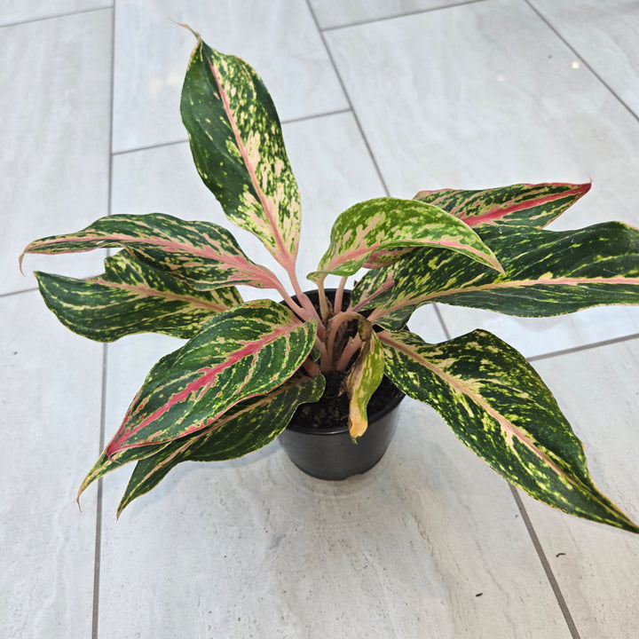 Aglaonema spp (Chinese Evergreen)