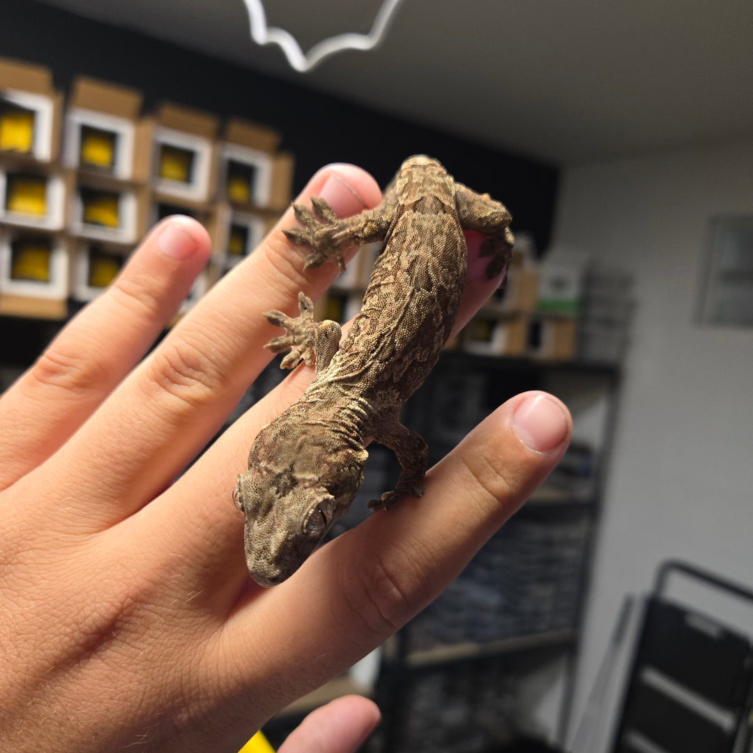 Mniarogekko chahoua (Chahoua Gecko) White Collar FEMALE