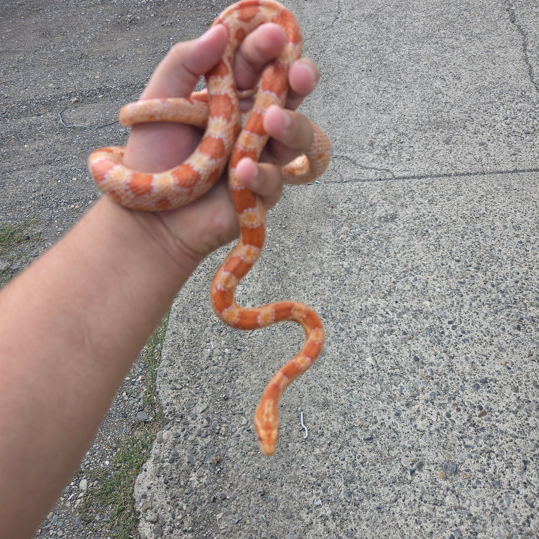 Pantherophis guttatus ( albino Corn Snake) FEMALE