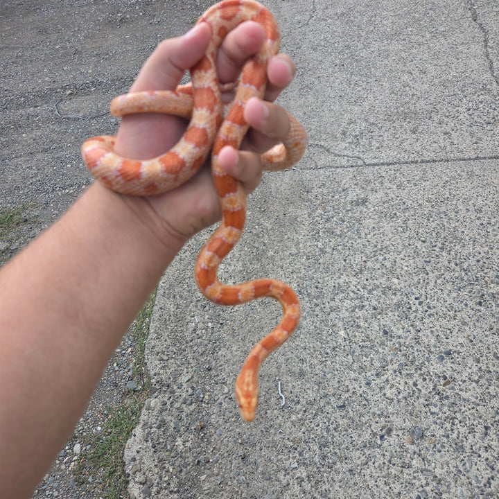 Pantherophis guttatus ( albino Corn Snake) FEMALE
