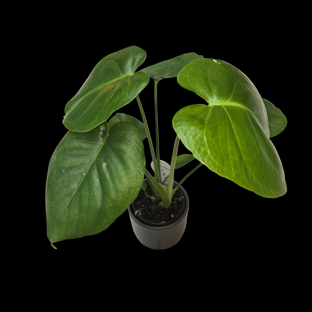 Monstera spp (Swiss Cheese Plant)