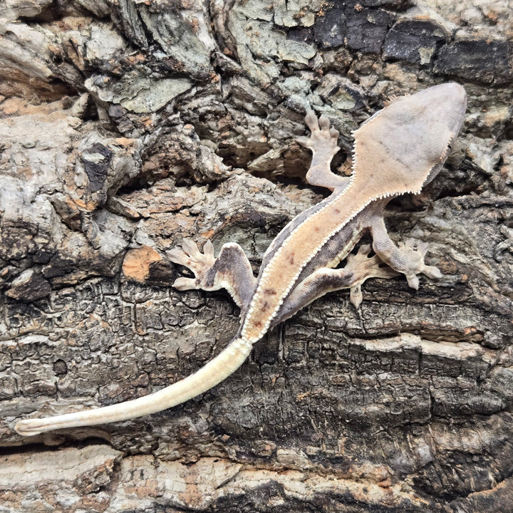 Correlophus ciliatus (Crested Gecko) Lily White LW906