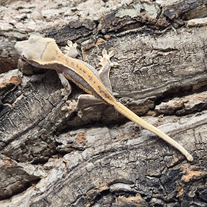 Correlophus ciliatus (Crested Gecko) Lily White LW909