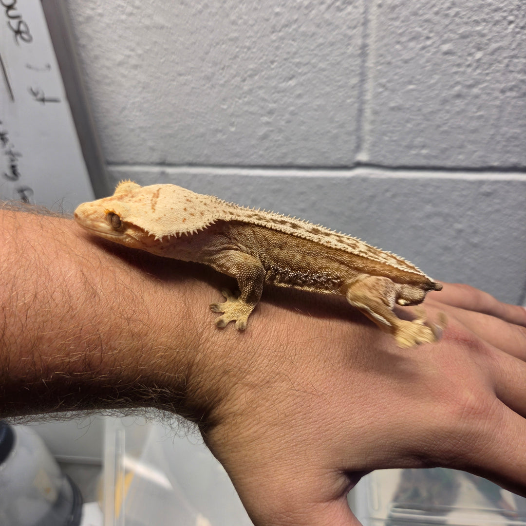 Correlophus ciliatus (Crested Gecko) Ricardo