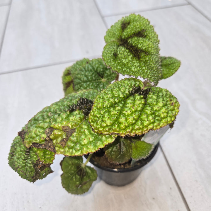 Begonia spp (Begonia)