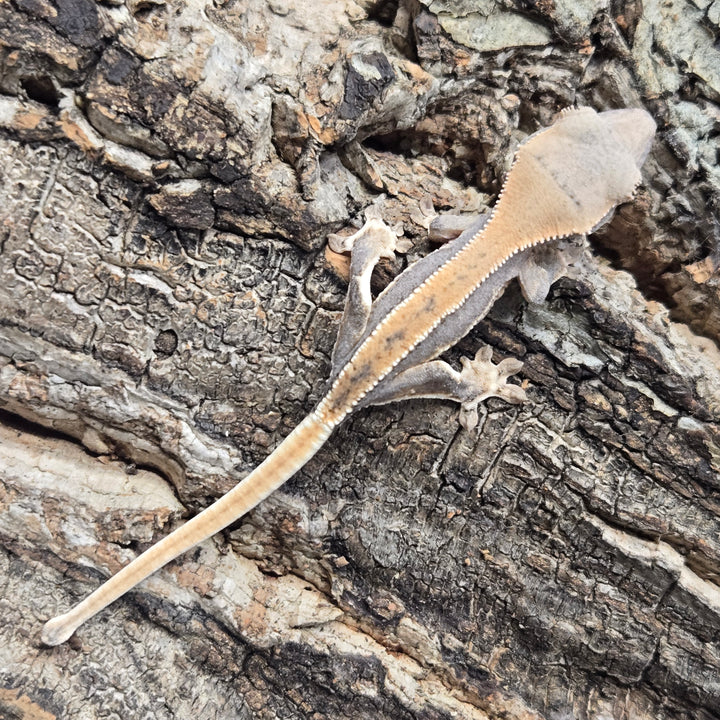 Correlophus ciliatus (Crested Gecko) Lily White LW917