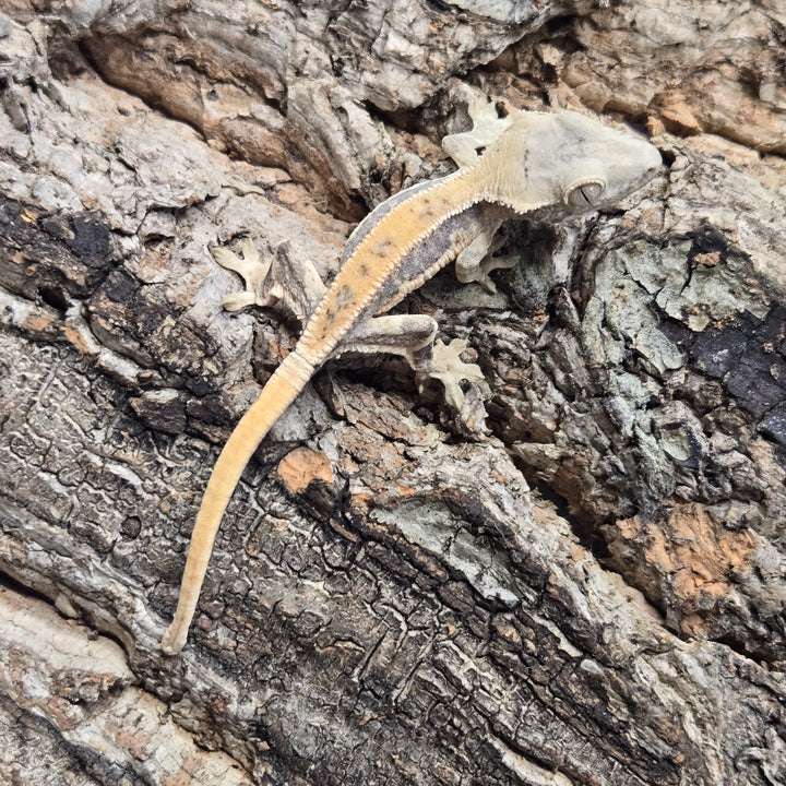 Correlophus ciliatus (Crested Gecko) Lily White LW914