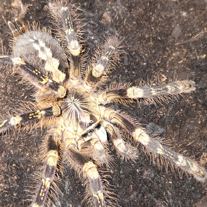 Poecilotheria subfusca 'Highland' (Ivory Ornamental) 1.5"
