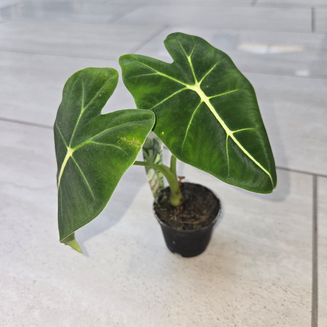 Alocasia spp (Elephant Ear)