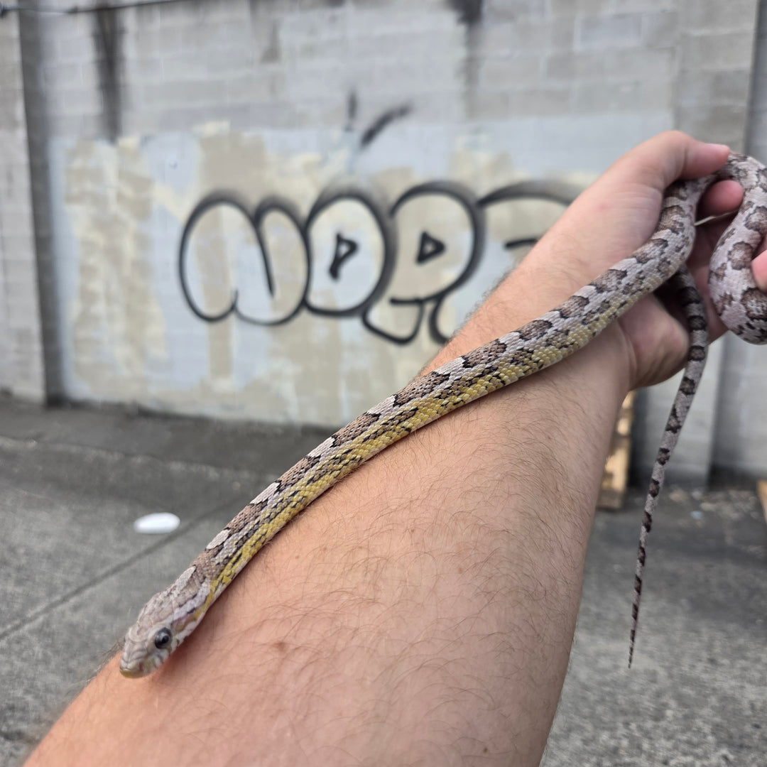 Pantherophis guttatus (normal Corn Snake) MALE
