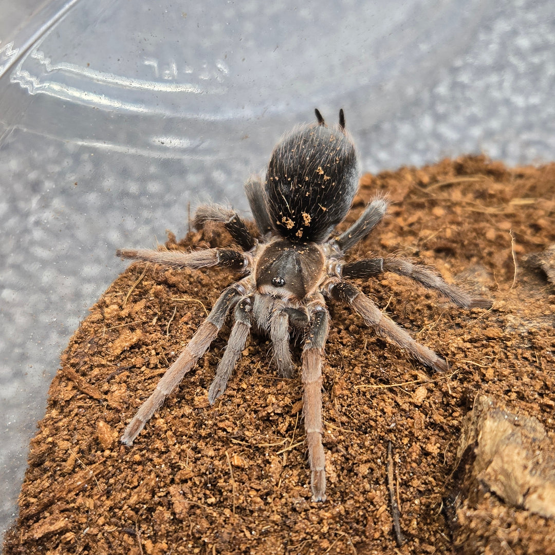 Spinosatiapalpus sp 'Panama' (Chestnut Dwarf) 2" FEMALE