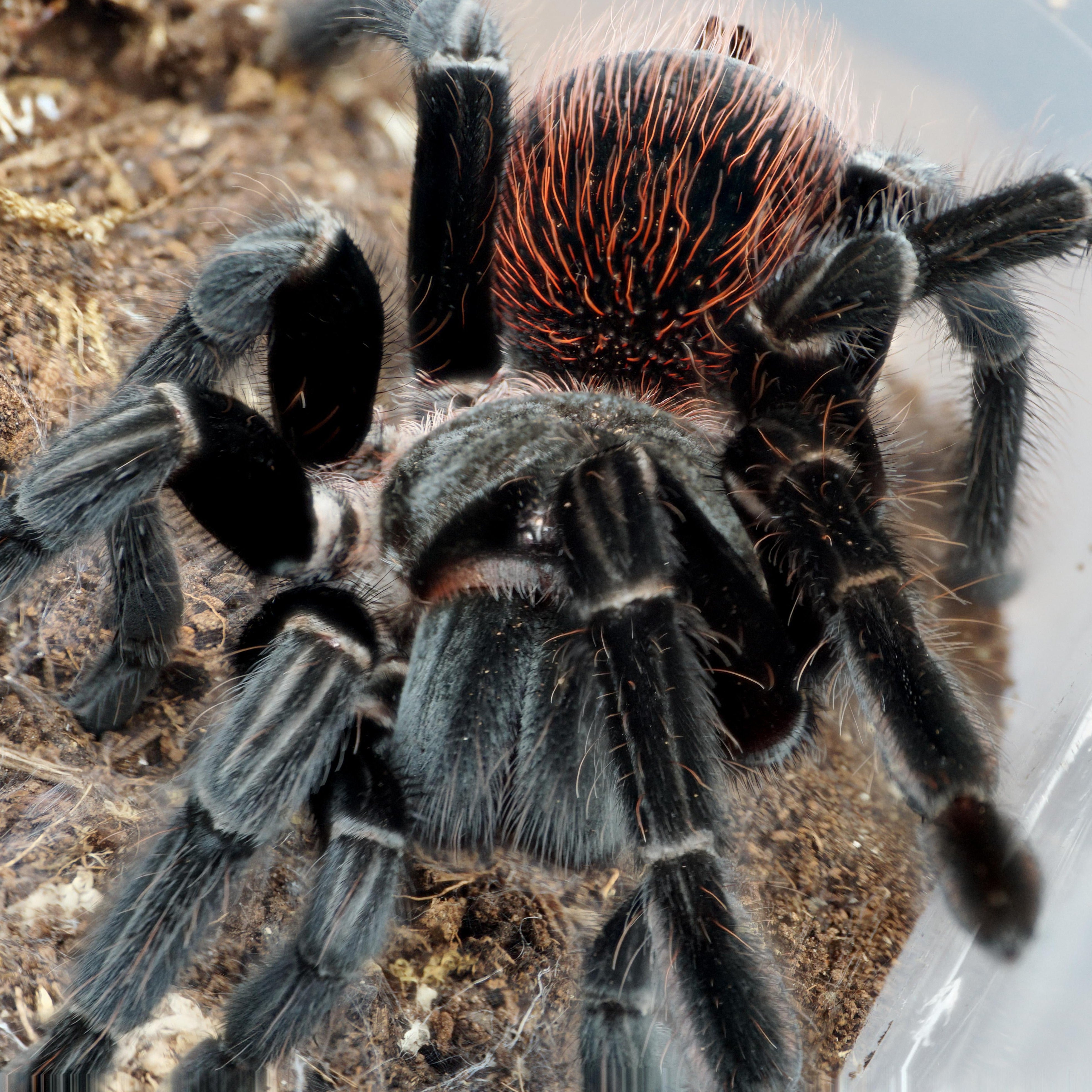 Sericopelma rubronitrens (Panama Red Rump) 3