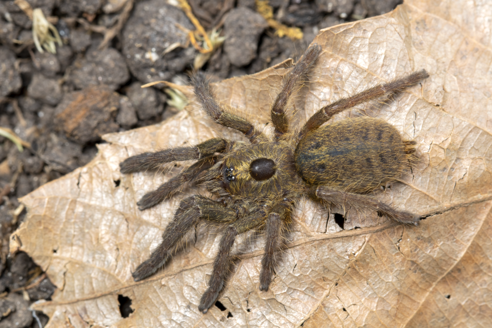 Ceratogyrus sanderi (Namibia Horned Baboon) 4" FEMALE