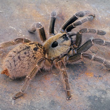 Ceratogyrus sanderi (Namibia Horned Baboon) 4" FEMALE