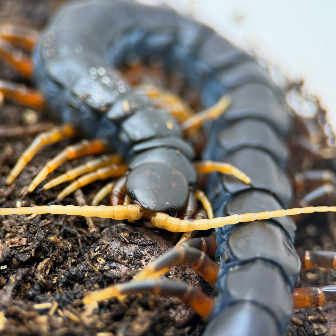 Scolopendra sp 'Java Black' (Mt. Merapi)