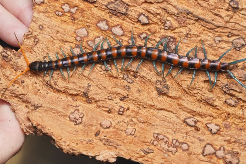 Scolopendra paradoxa 'Orange'