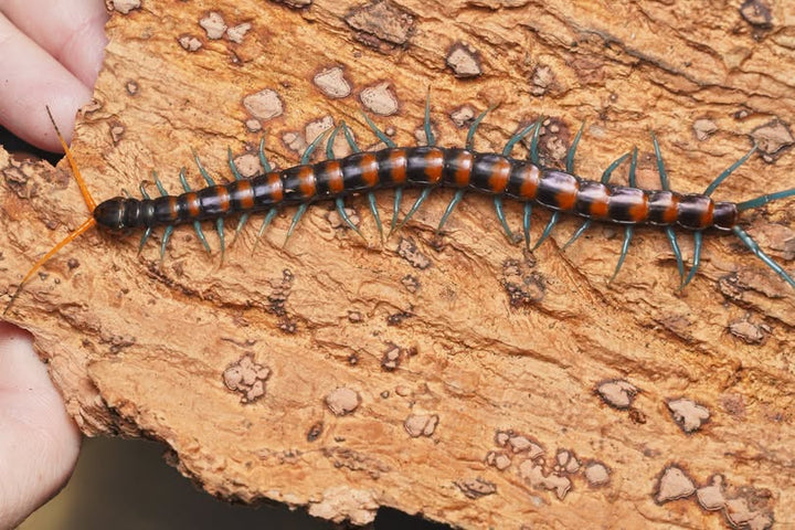 Scolopendra paradoxa 'Orange'