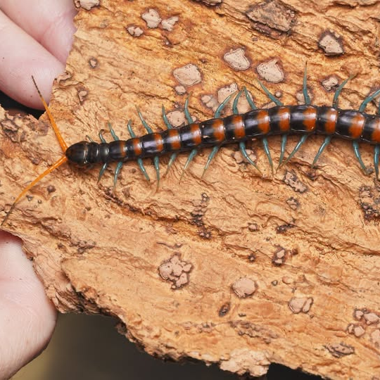 Scolopendra paradoxa 'Orange'