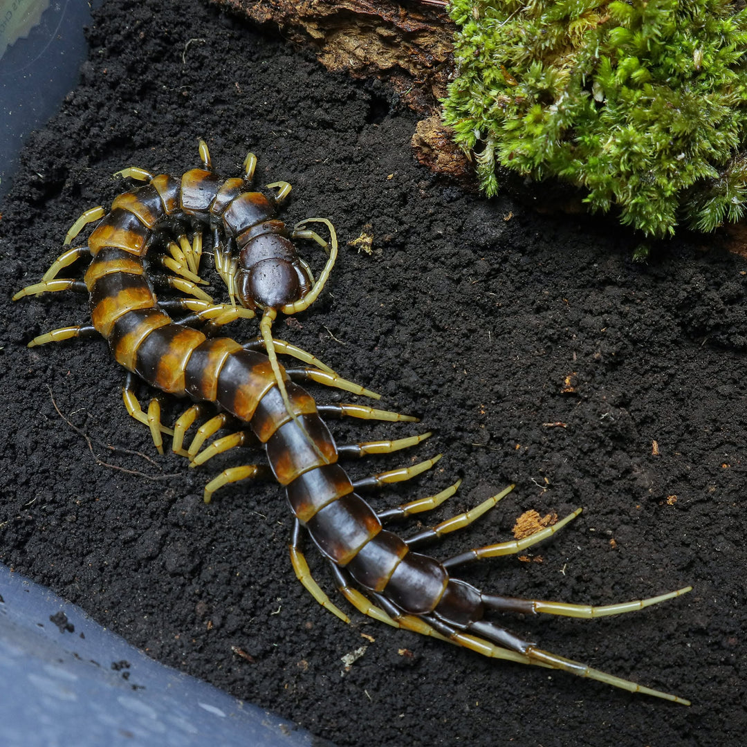 Scolopendra piceoflava (Sulawesi Tiger)