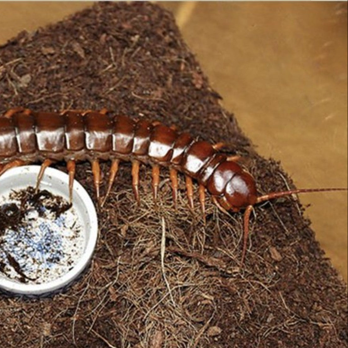 Other Inverts – Tagged 