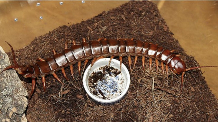 Scolopendra dehaani 'Red Dragon' (China)