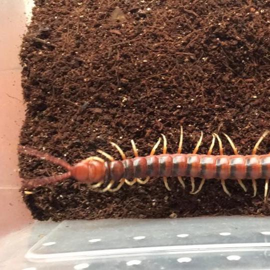 Scolopendra sp 'White Legs' (Giant White Leg Centipede) 2-3"