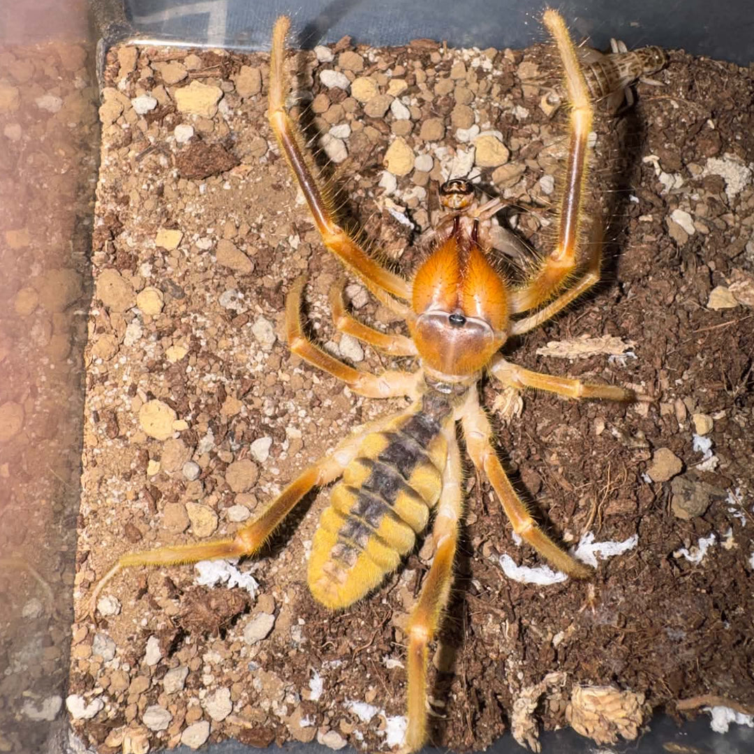 Solifugae sp 'Giant'
