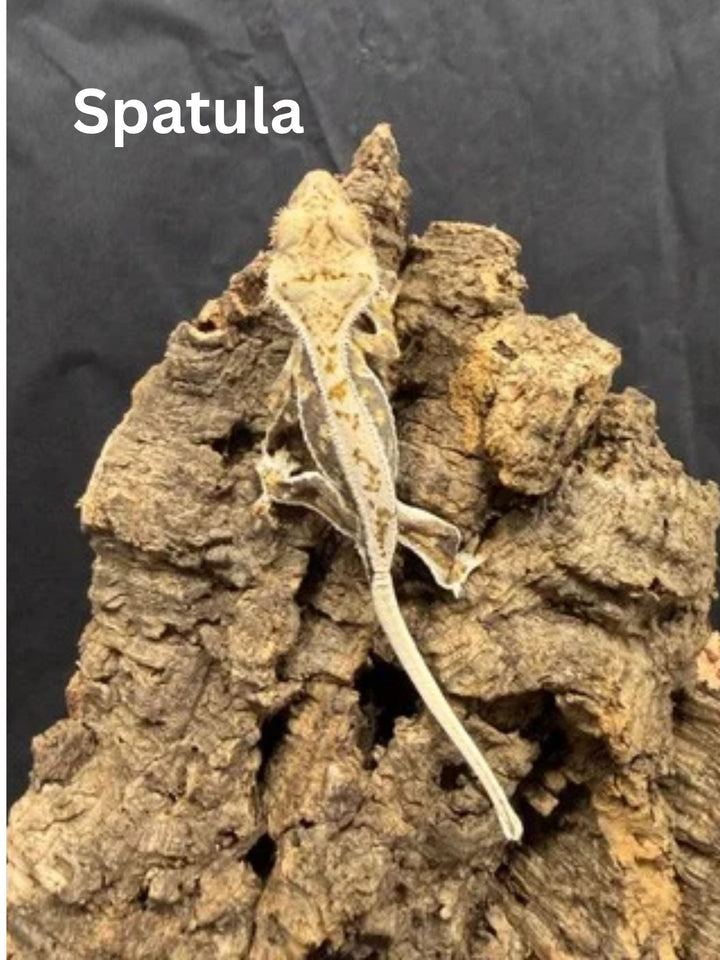 Correlophus ciliatus (Crested Gecko) Lily White Juveniles
