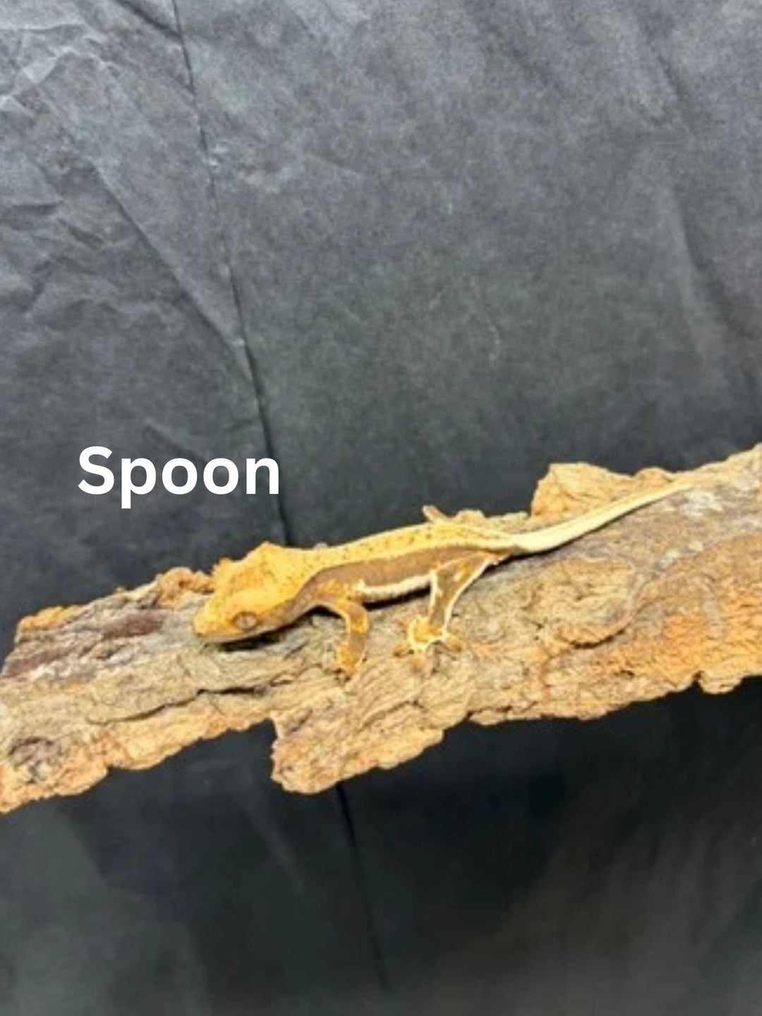 Correlophus ciliatus (Crested Gecko) Lily White Juveniles