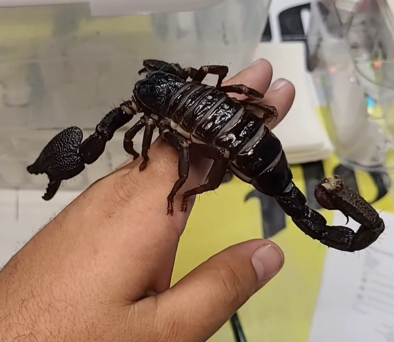 Gigantometrus swammerdami (Giant Forest Scorpion) 3-4i