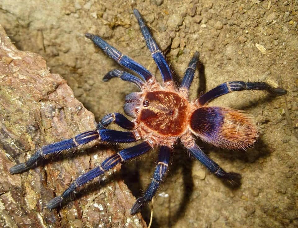 Theraphosinae sp 'Cusco' (Peruvian Royalty) 2"