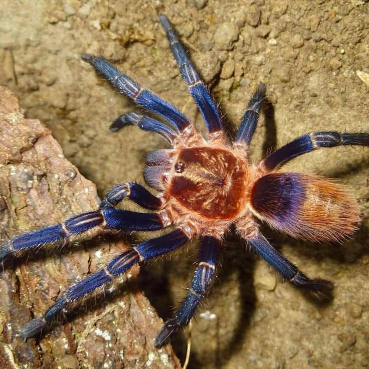 Theraphosinae sp 'Cusco' (Peruvian Royalty) 2"