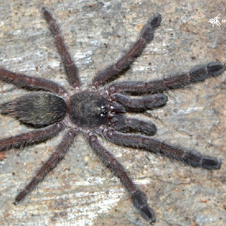 What's New? Tarantulas – Spider Shoppe