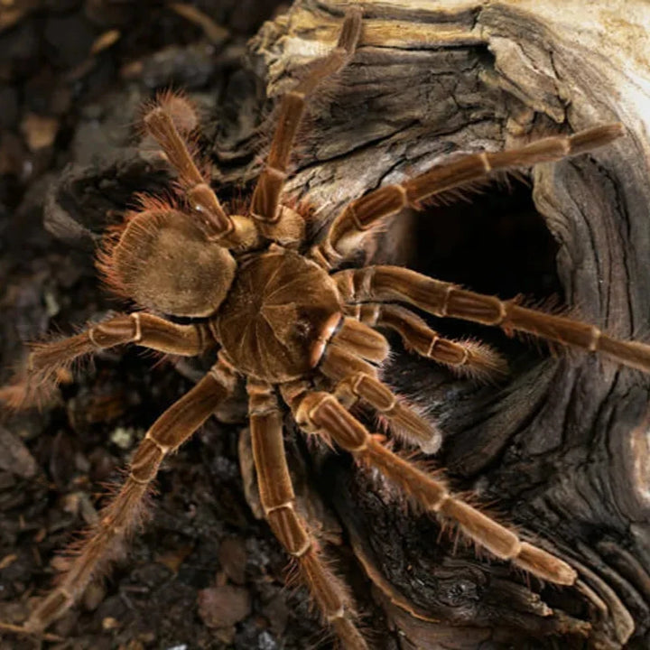 Theraphosa stirmi (Burgundy Goliath) 2"