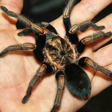 What's New? Tarantulas – Spider Shoppe