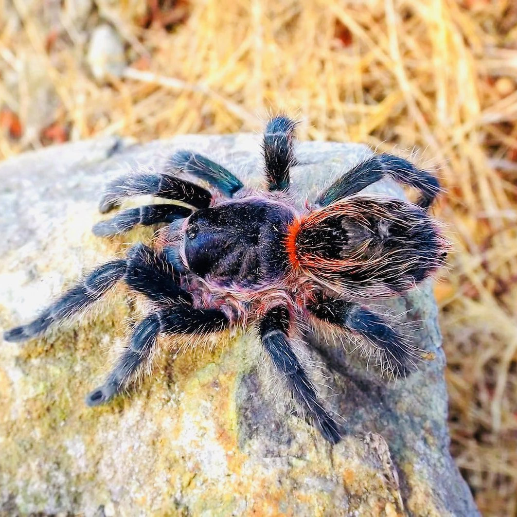 Euathlus sp 'Tigre Azul' (Chilean Blue Tiger)