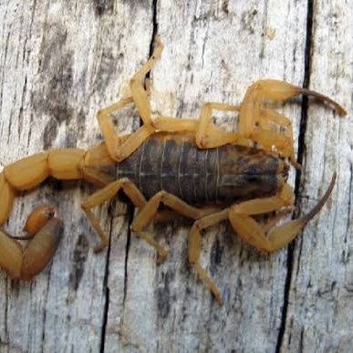 Tityus serrulatus (Brazilian Yellow)