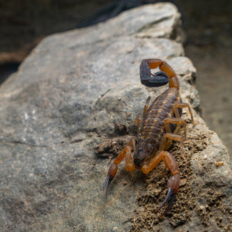 Tityus simonsi (Ecuadorian Thick Tail) – Spider Shoppe